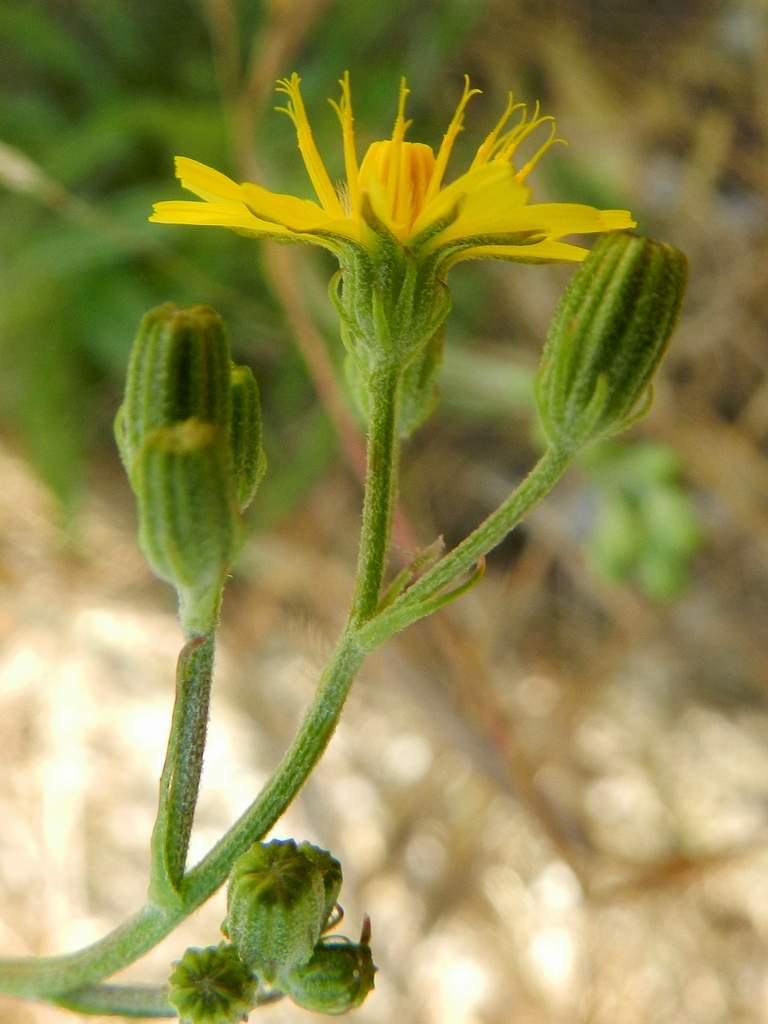 Crepis capillaris / Radicchiella capillare